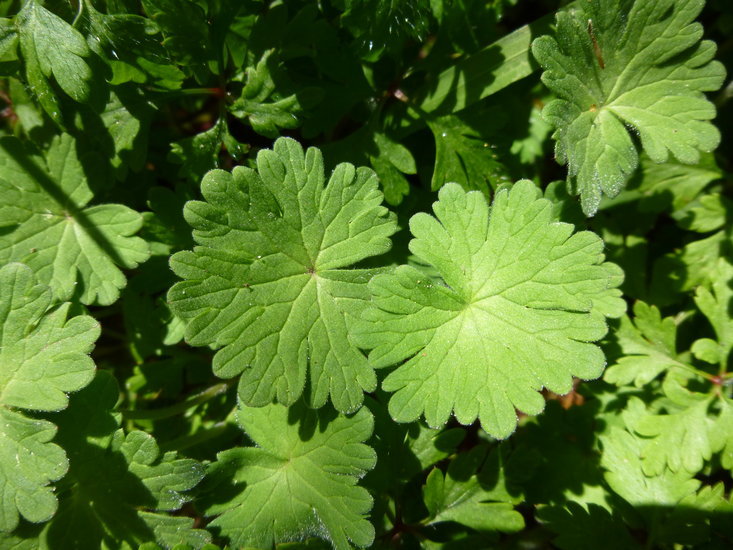 Imagem de Geranium pusillum L.