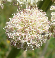 Image of Henderson's angelica