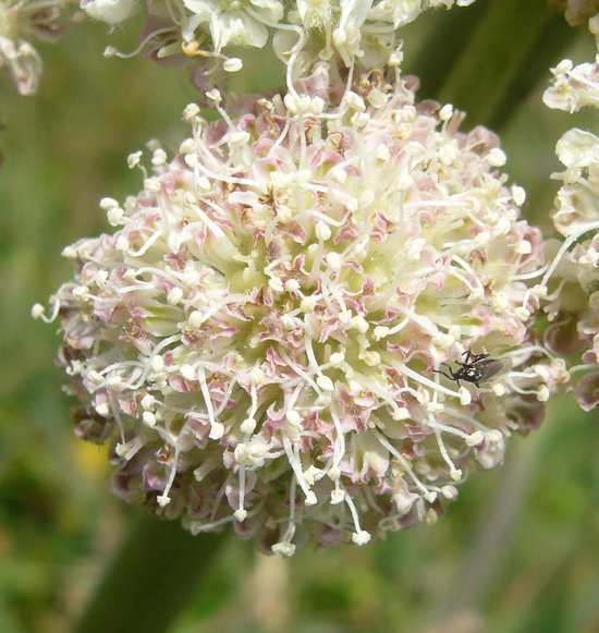 Image of Henderson's angelica