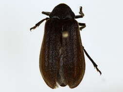 Image of cicada parasite beetles