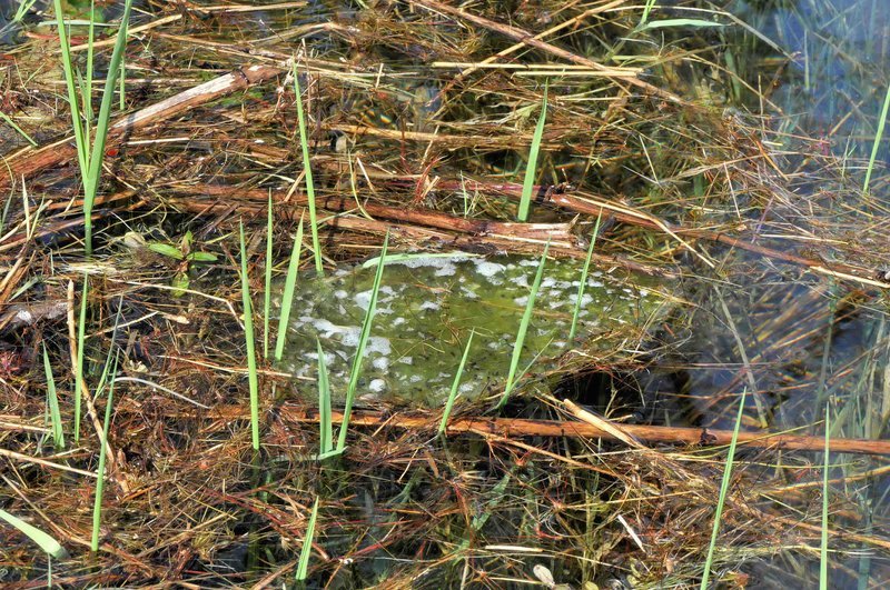 Image of Northern Red-legged Frog