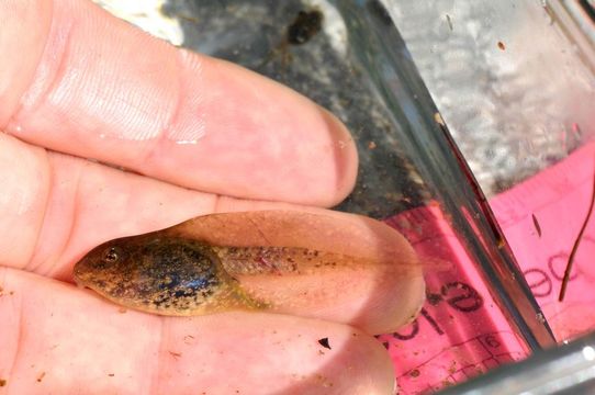 Image of Northern Red-legged Frog