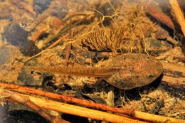 Image of Northern Red-legged Frog