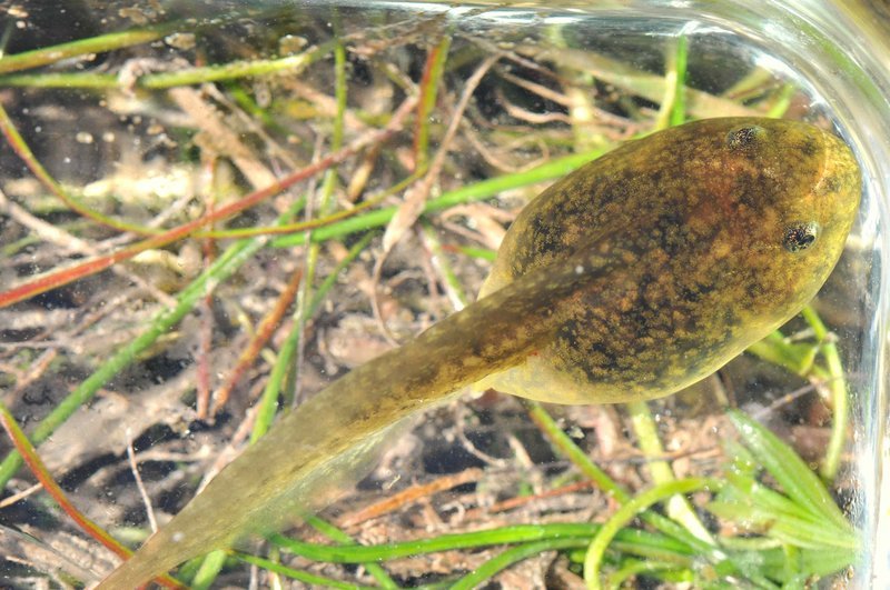 Image of Northern Red-legged Frog