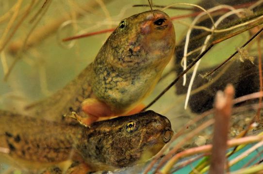 Image of Northern Red-legged Frog