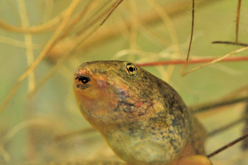 Image of Northern Red-legged Frog