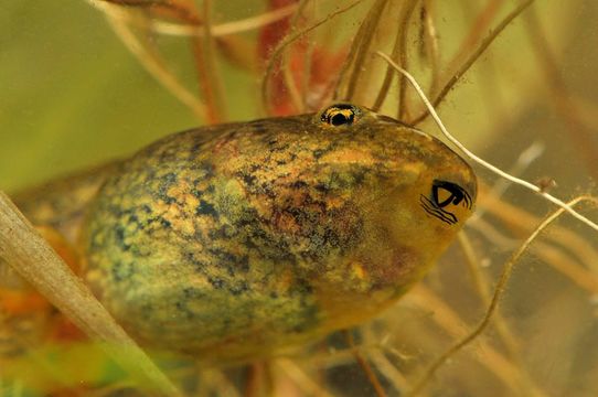 Image of Northern Red-legged Frog