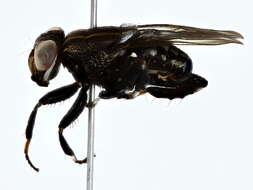 Image of ropalomerid flies