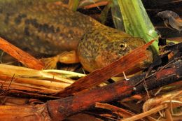 Image of Northern Red-legged Frog