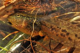 Image of Northern Red-legged Frog