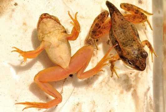 Image of Northern Red-legged Frog