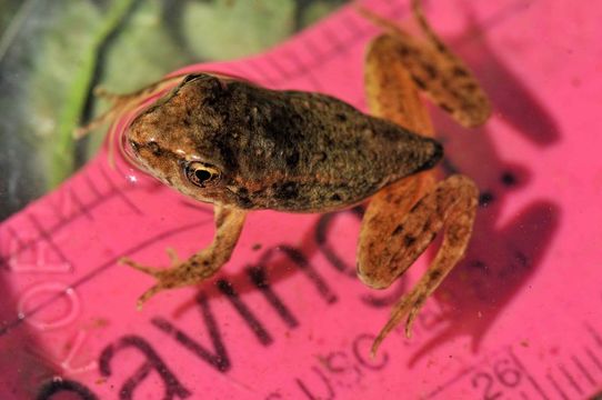 Image of Northern Red-legged Frog