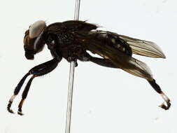 Image of ropalomerid flies