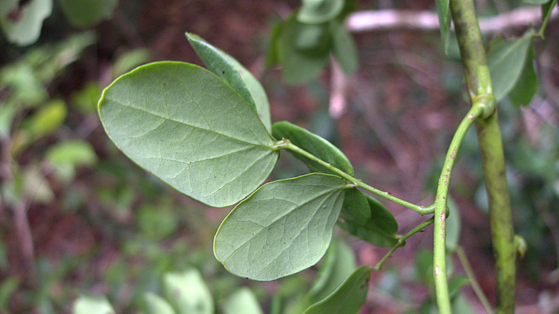 Mimosa ceratonia L. resmi