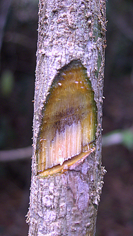 Sivun Mimosa ceratonia L. kuva