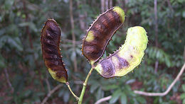 Mimosa ceratonia L. resmi