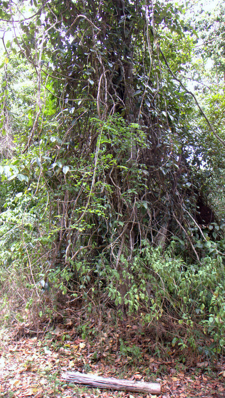 Mimosa ceratonia L. resmi