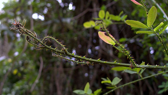 Image of black ambret