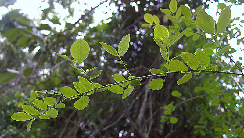 Imagem de Mimosa ceratonia L.