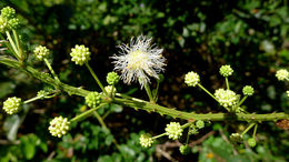 Mimosa ceratonia L. resmi