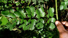 Mimosa ceratonia L. resmi