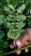 Слика од Mimosa ceratonia L.