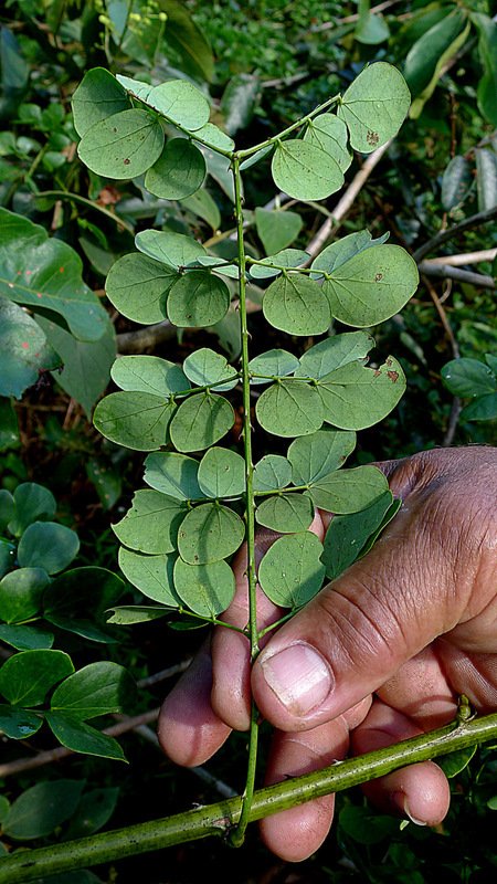 Sivun Mimosa ceratonia L. kuva