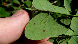 Mimosa ceratonia L. resmi