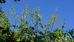 Mimosa ceratonia L. resmi