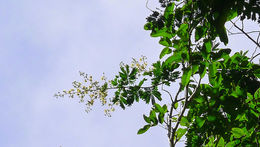 Image of Senegalia olivensana (G. P. Lewis) Seigler & Ebinger