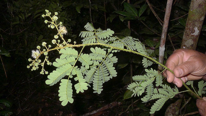 Image of Senegalia olivensana (G. P. Lewis) Seigler & Ebinger