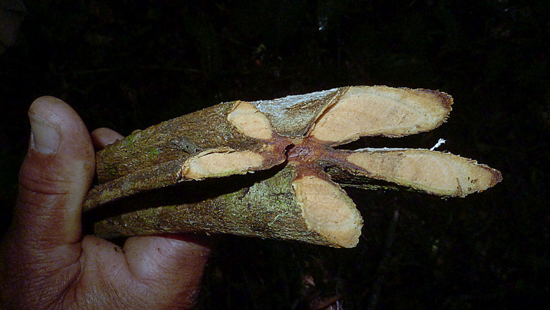 Image of Senegalia olivensana (G. P. Lewis) Seigler & Ebinger