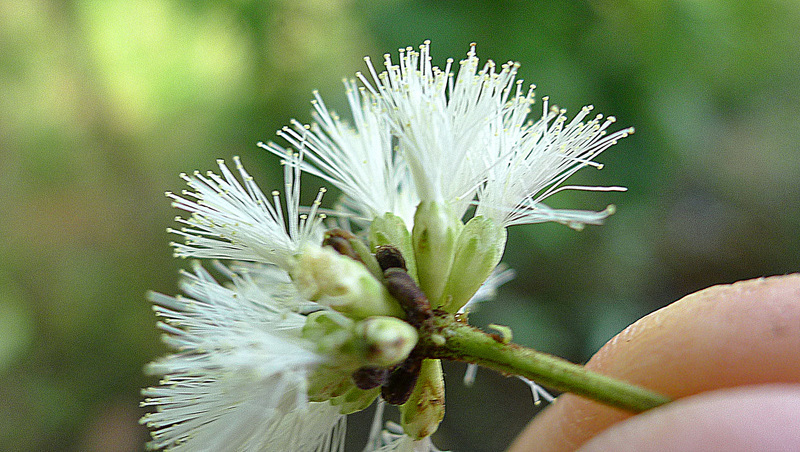 Image of Senegalia olivensana (G. P. Lewis) Seigler & Ebinger