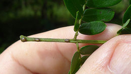 Image of Senegalia olivensana (G. P. Lewis) Seigler & Ebinger