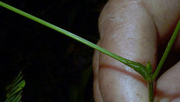 Image of Senegalia pteridifolia (Benth.) Seigler & Ebinger