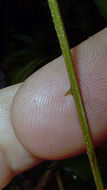 Image of Senegalia pteridifolia (Benth.) Seigler & Ebinger