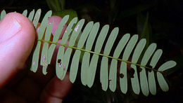 Image of Senegalia pteridifolia (Benth.) Seigler & Ebinger