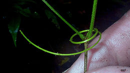 Image of Senegalia pteridifolia (Benth.) Seigler & Ebinger