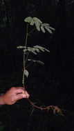 Image of Senegalia pteridifolia (Benth.) Seigler & Ebinger