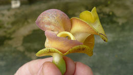 Image of <i>Cochliasanthus caracalla</i>