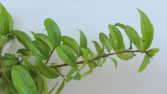 صورة Dasyphyllum lanceolatum (Less.) Cabrera