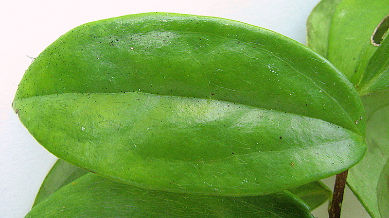 Image of Dasyphyllum lanceolatum (Less.) Cabrera