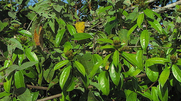 Image of Dasyphyllum lanceolatum (Less.) Cabrera