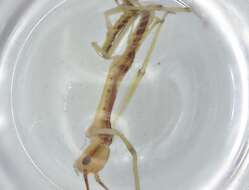 Image of Agathemeridae