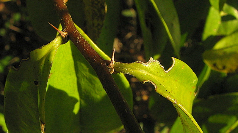 Image of Dasyphyllum lanceolatum (Less.) Cabrera