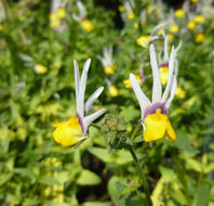 Image of Nemesia cheiranthus E. Mey. ex Benth.