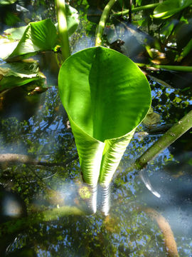 Image of Rocky Mountain pond-lily