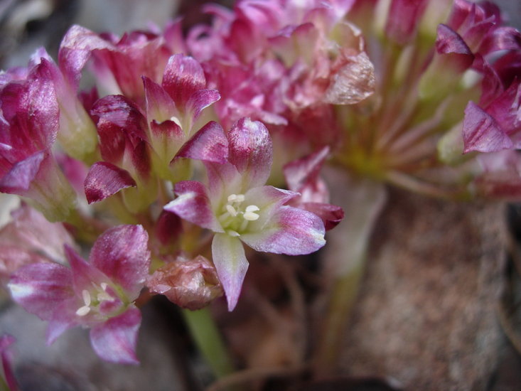 Image of Spanish Needle onion