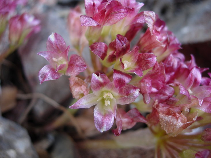 Image of Spanish Needle onion