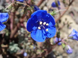 Image of Charlotte's phacelia